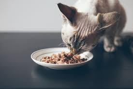 3 recipes for homemade dry cat food