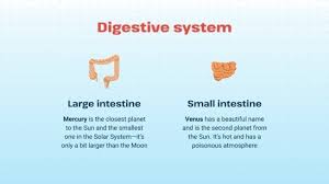 science for elementary large intestine