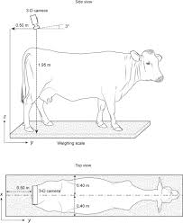 Automated Body Weight Prediction Of Dairy Cows Using 3