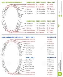 Human Teeth Infographic Teeth Infographic Stock Vector