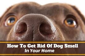 how to get rid of dog smell in your home