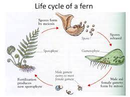 Some plants have vascular tissue but do not produce seeds; Asexual Reproduction Spores In The Syllabus How Different Plants Reproduce Non Flowering Plants Ferns Mosses Liverworts Algae Seaweeds Ppt Download