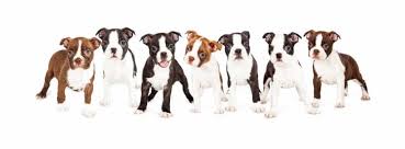 boston terrier breeders in the united