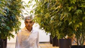 London’s woke Muslim mayor loves Cali weed farms