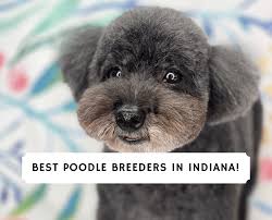 4 best poodle breeders in indiana