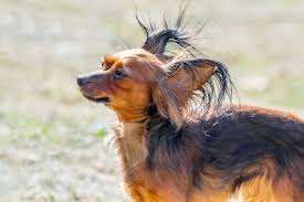 dog breed russian toy terrier
