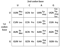 trnas and serine codons in the genetic code