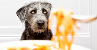 Can Dogs Eat Spaghetti Sauce Or Could