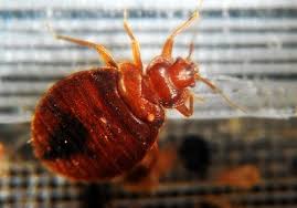 bedbugs spotted at least 21 times on