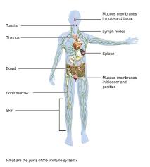 components of the immune system