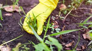 killing grass in flower beds 5 methods