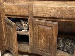 get cat odor out of house cat urine