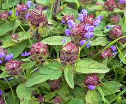 If you haven't planted geranium or anemone seeds, you'll probably want to remove anything that looks like this. Selfheal Identify Prevent Control This Lawn Weed