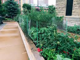 community garden tips and best