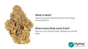 Mula Strain - Hybrid Cannabis Video, THC, Terpenes : Hytiva