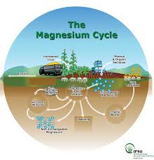 magnesium for crop ion umn