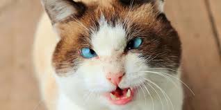 strabismus in cats causes symptoms