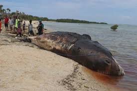 Sepuluh ekor paus sperma terdampar di pesisir pantai ujong kareng, provinsi aceh. Paus Sperma Terdampar Dan Mati Di Rote