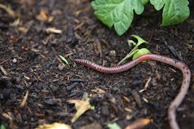 how can i help garden slow worms