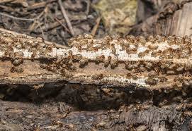 Termite Treatment Cost Of Diy Vs Professional Jocoxloneliness