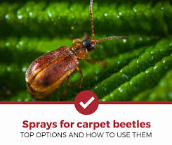 top 5 best sprays for carpet beetles