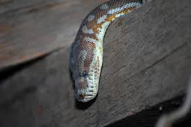 centralian carpet python morelia bredli