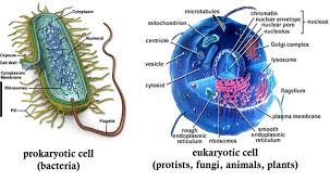 Plant cells have a cell wall, a large central vacuole, chloroplasts, and other specialized plastids, whereas animal cells do not. 10 Major Difference Between Prokaryotes And Eukaryotes Cells With Examples Pictures Viva Differences