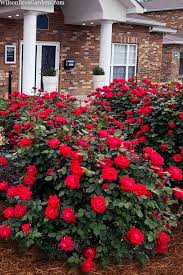 Buy Red Double Knock Out Rose Free