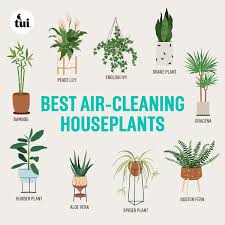 top air cleaning indoor plants