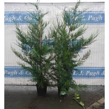 auction results of trees shrubs
