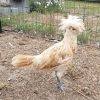 Bantam buff laced polish chicken. Buff Laced Polish Chicken Chicks For Sale Cackle Hatchery