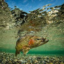 rainbow trout national geographic