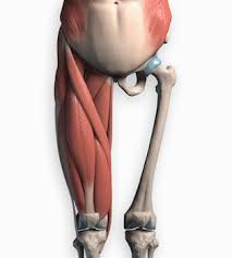 Damage, disruption or injury to any of its components can result in dully, achy thigh pain. How To Draw Legs The Adductors Proko