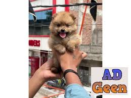 golden pom puppy in delhi