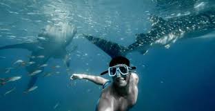 the best cebu shark diving 2024 free