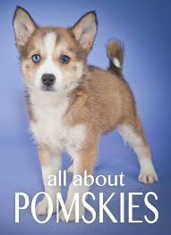 Pomsky Dog Everything You Need To Know About Pomskies