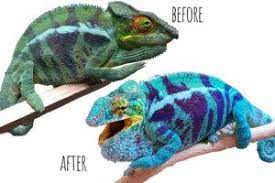 chameleons canada madagascar reptile