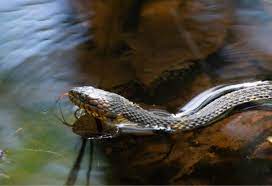 8 water snakes in missouri the