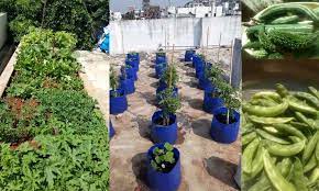Hyderabad Rooftop Farming Trending In City