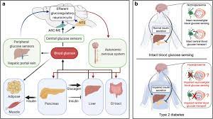 brain control of blood glucose levels