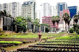Urban Agriculture In The Philippines