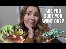 watch this before getting a chameleon
