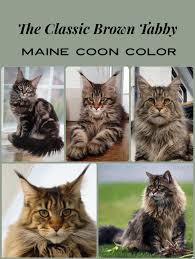 the brown tabby maine cat color