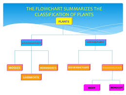 Chmsc Lab School Science Project Classification Of Plants