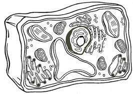 This one has been modified for remote learning. Plant Cell Coloring