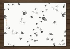 Hohe auflösung 300 dpi jpg. Tierspuren Quiz Fur Stadtwildtiere Mit Hidden Tracks Iris Luckhaus Illustration Design