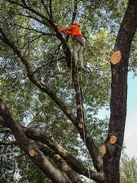 To prepare for the isa certification exam, you don't need formal education but you do need to review a list of topics covered on the test. Who Are Arborists And Why Hire Them Valerio S Tree Services More