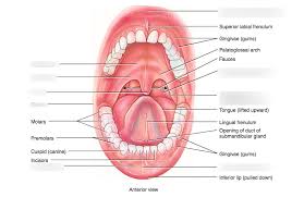 the mouth diagram quizlet
