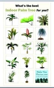 Indoor Palm Trees Tree Care Hawkama Website