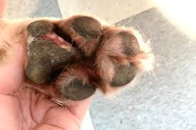 dog paw yeast infections symptoms